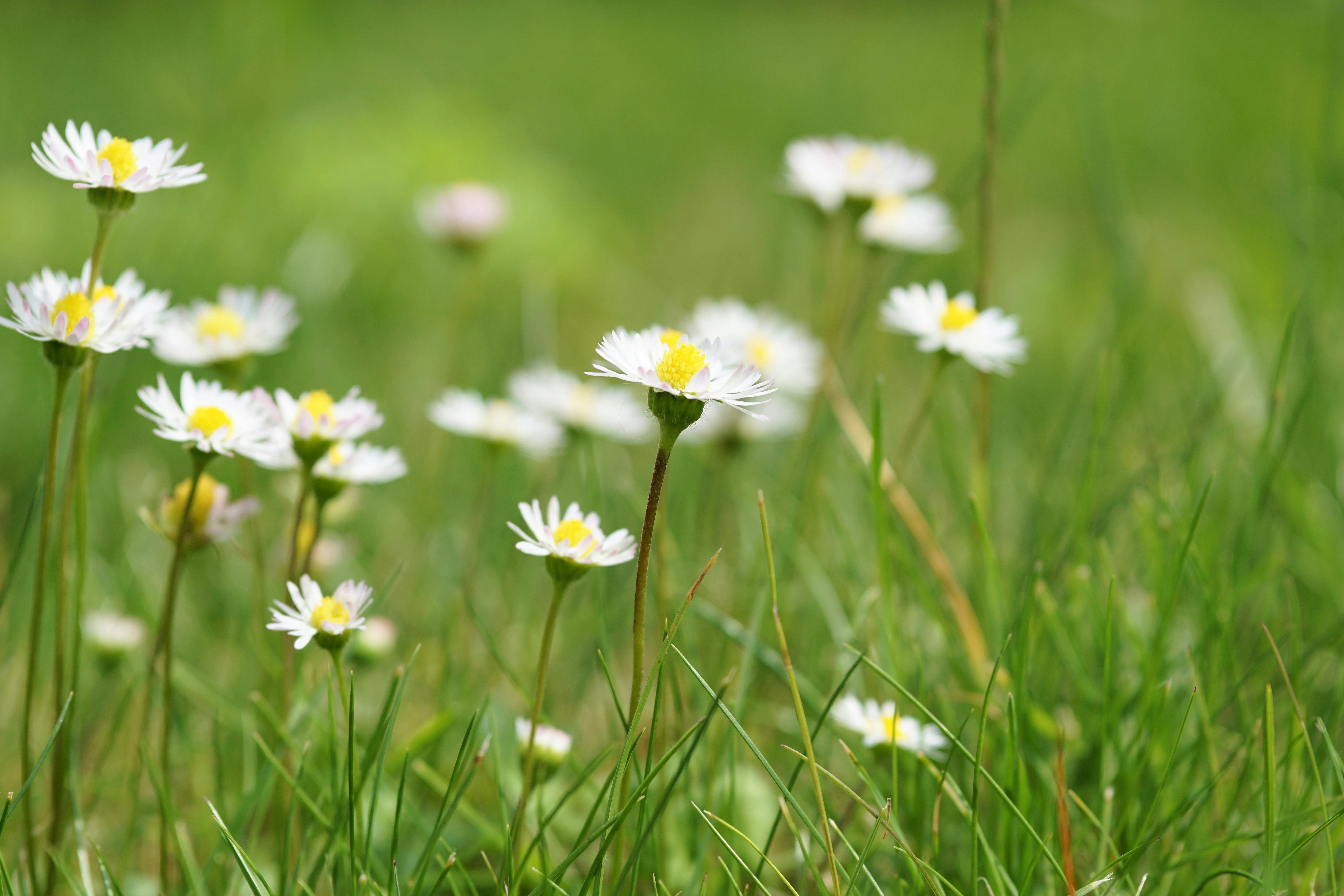 Blomster